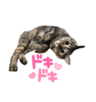 猫カフェ坪井家（個別スタンプ：12）