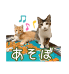 猫カフェ坪井家（個別スタンプ：13）