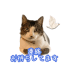 猫カフェ坪井家（個別スタンプ：15）