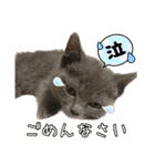 猫カフェ坪井家（個別スタンプ：16）