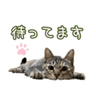猫カフェ坪井家（個別スタンプ：17）