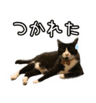 猫カフェ坪井家（個別スタンプ：19）