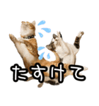猫カフェ坪井家（個別スタンプ：20）
