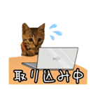 猫カフェ坪井家（個別スタンプ：21）