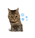 猫カフェ坪井家（個別スタンプ：23）