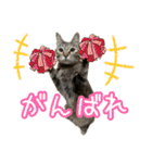 猫カフェ坪井家（個別スタンプ：27）