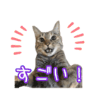 猫カフェ坪井家（個別スタンプ：28）