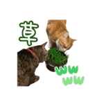 猫カフェ坪井家（個別スタンプ：29）