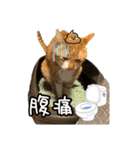 猫カフェ坪井家（個別スタンプ：30）