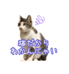 猫カフェ坪井家（個別スタンプ：32）
