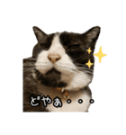 猫カフェ坪井家（個別スタンプ：33）
