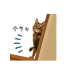 猫カフェ坪井家（個別スタンプ：34）