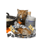 猫カフェ坪井家（個別スタンプ：35）