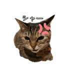 猫カフェ坪井家（個別スタンプ：37）