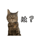 猫カフェ坪井家（個別スタンプ：38）