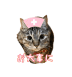 猫カフェ坪井家（個別スタンプ：40）