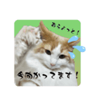 猫のムーたんダヨ2（個別スタンプ：10）