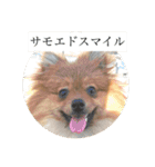 うちのポメラニアン こたろー1（個別スタンプ：4）