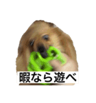 うちのポメラニアン こたろー1（個別スタンプ：10）
