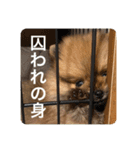 うちのポメラニアン こたろー1（個別スタンプ：11）