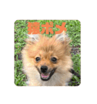 うちのポメラニアン こたろー1（個別スタンプ：12）