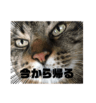 しゅうはぐ（個別スタンプ：1）