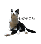 しゅうはぐ（個別スタンプ：4）