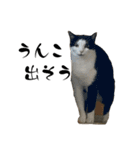 しゅうはぐ（個別スタンプ：6）