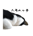 しゅうはぐ（個別スタンプ：7）