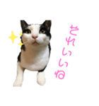 しゅうはぐ（個別スタンプ：14）