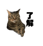 しゅうはぐ（個別スタンプ：16）