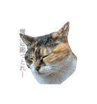 ねっこといっぬ(ほぼねっこ)（個別スタンプ：1）