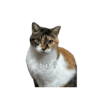 ねっこといっぬ(ほぼねっこ)（個別スタンプ：2）