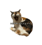 ねっこといっぬ(ほぼねっこ)（個別スタンプ：3）