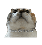 ねっこといっぬ(ほぼねっこ)（個別スタンプ：4）