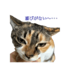 ねっこといっぬ(ほぼねっこ)（個別スタンプ：5）