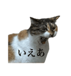 ねっこといっぬ(ほぼねっこ)（個別スタンプ：7）