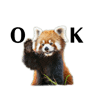 かわいいredpanda（レッサーパンダ）たち1（個別スタンプ：1）