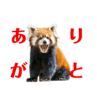 かわいいredpanda（レッサーパンダ）たち1（個別スタンプ：3）