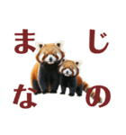 かわいいredpanda（レッサーパンダ）たち1（個別スタンプ：7）