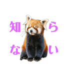 かわいいredpanda（レッサーパンダ）たち1（個別スタンプ：11）