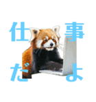 かわいいredpanda（レッサーパンダ）たち1（個別スタンプ：16）