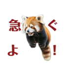 かわいいredpanda（レッサーパンダ）たち1（個別スタンプ：19）