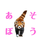 かわいいredpanda（レッサーパンダ）たち1（個別スタンプ：21）