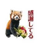 かわいいredpanda（レッサーパンダ）たち1（個別スタンプ：24）