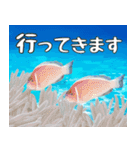 クマノミと海の仲間大好き。沖縄行きたい11（個別スタンプ：15）