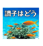 クマノミと海の仲間大好き。沖縄行きたい11（個別スタンプ：18）