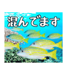 クマノミと海の仲間大好き。沖縄行きたい11（個別スタンプ：25）