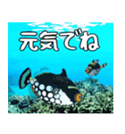 クマノミと海の仲間大好き。沖縄行きたい11（個別スタンプ：28）