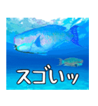 クマノミと海の仲間大好き。沖縄行きたい11（個別スタンプ：30）